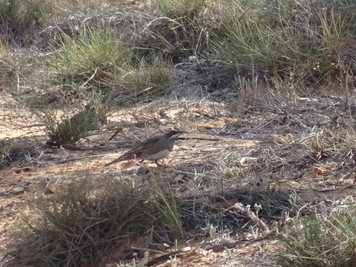 Chestnut Quail-thrush - ML622143514