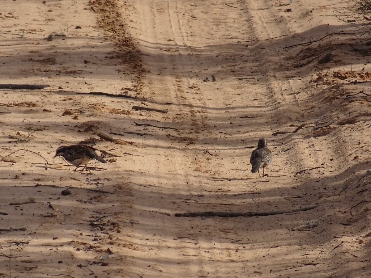 Chestnut Quail-thrush - ML622143515