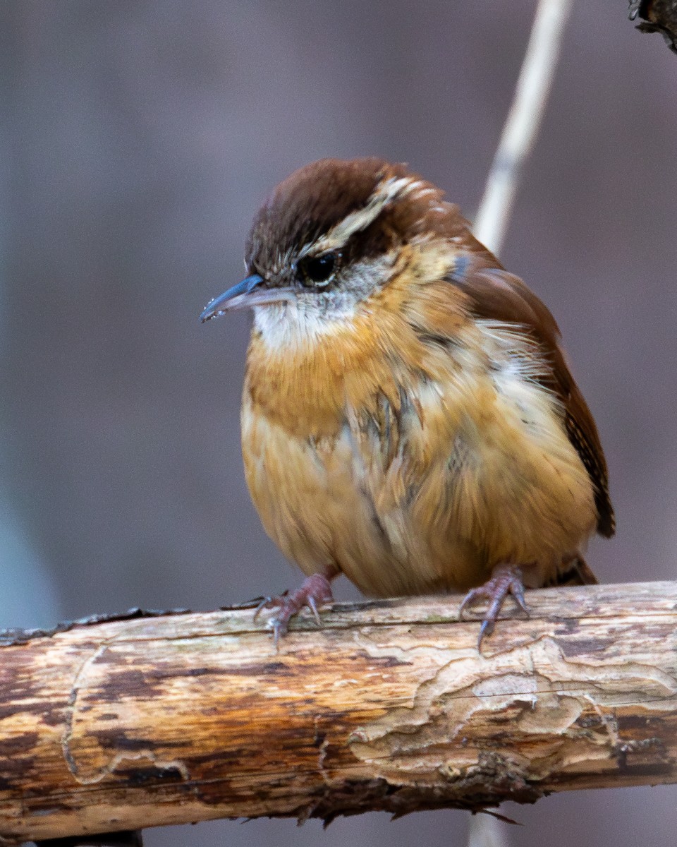 Carolina Wren - ML622143520