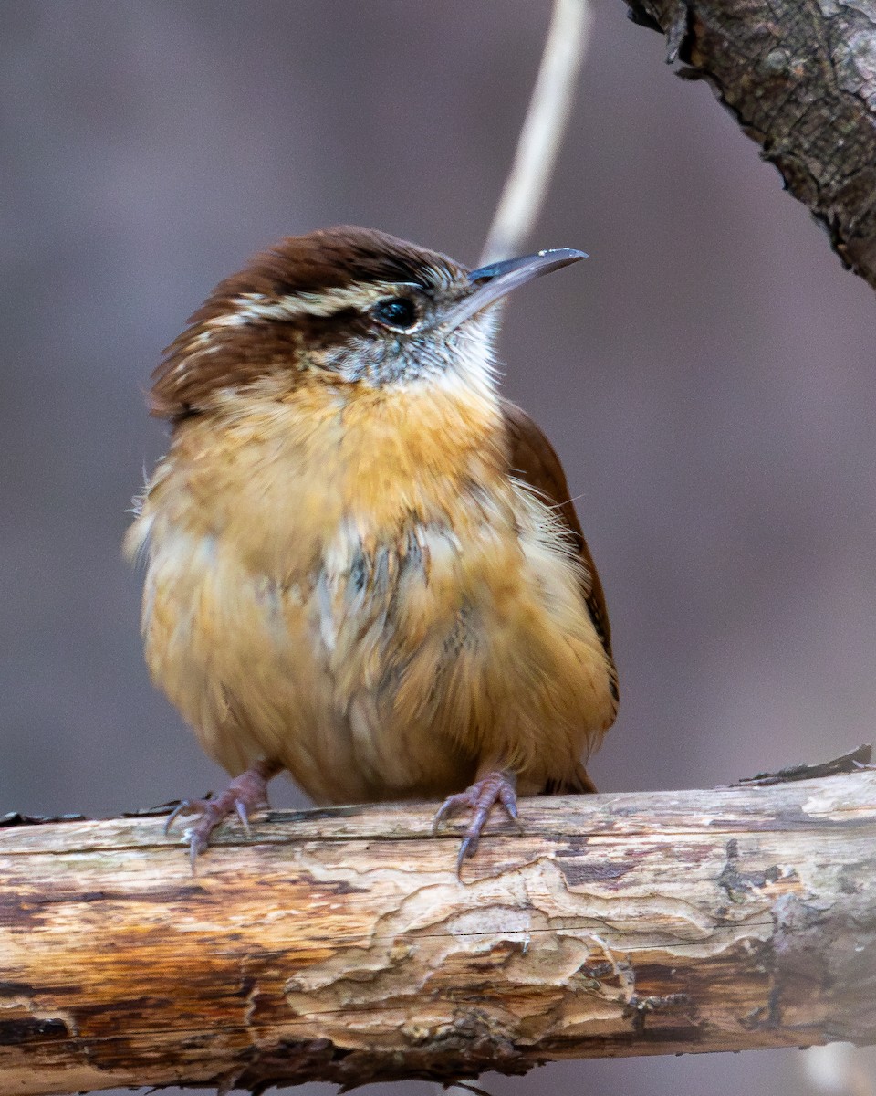 Carolina Wren - ML622143521