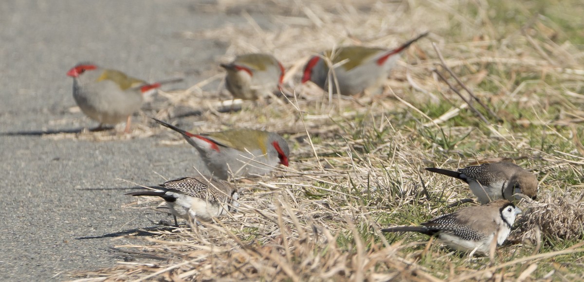 Double-barred Finch - ML622143526