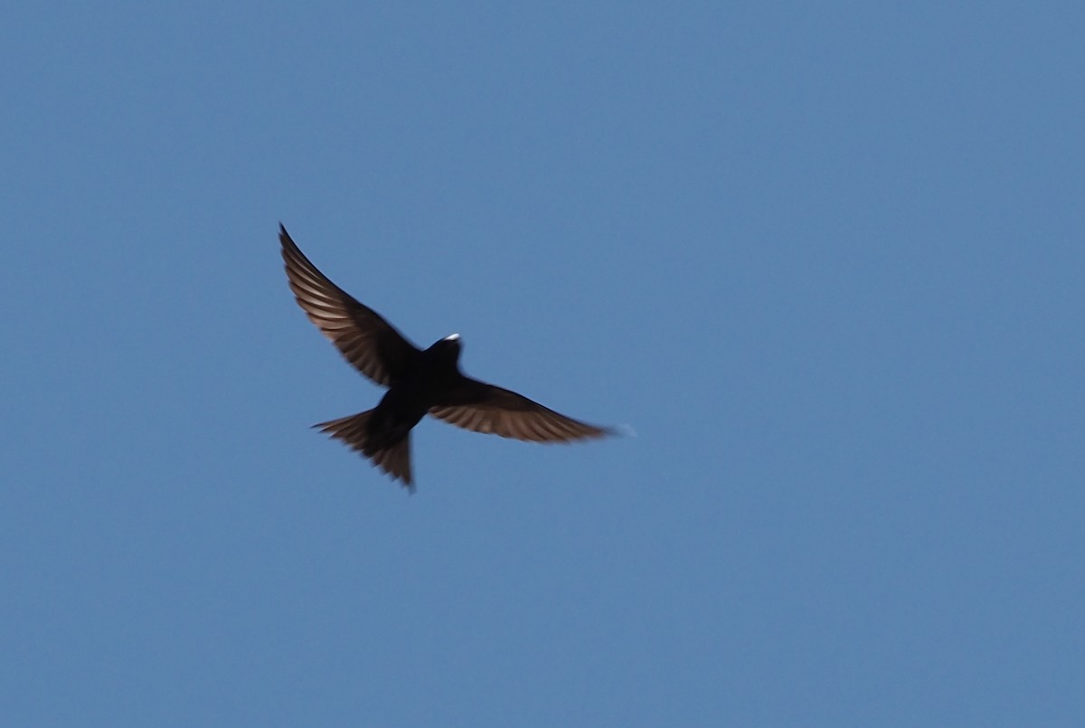 Purple Martin (hesperia) - ML622143527