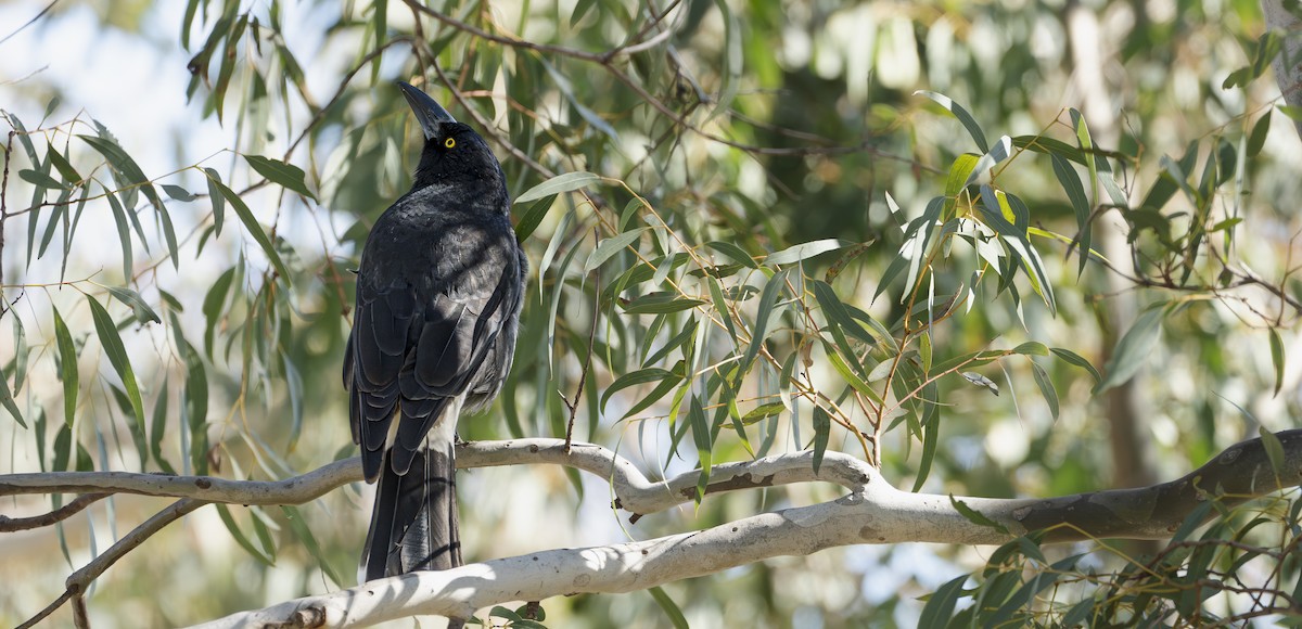 Pied Currawong - ML622143528