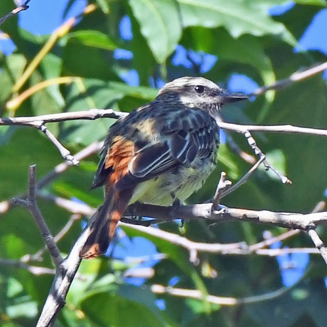 Sulphur-bellied Flycatcher - ML622143533