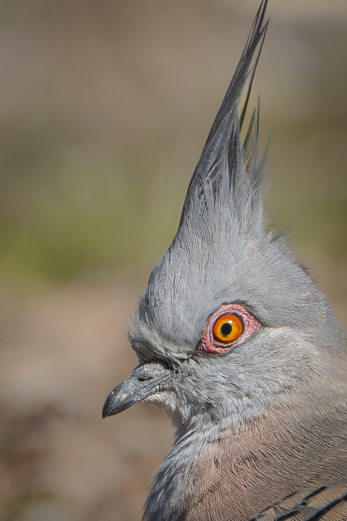 Crested Pigeon - ML622143542