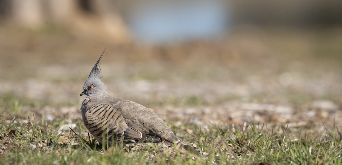 Crested Pigeon - ML622143543