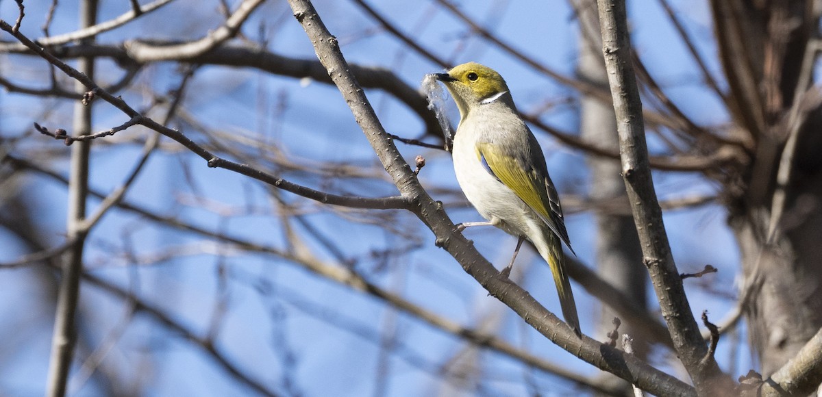 White-plumed Honeyeater - ML622143546