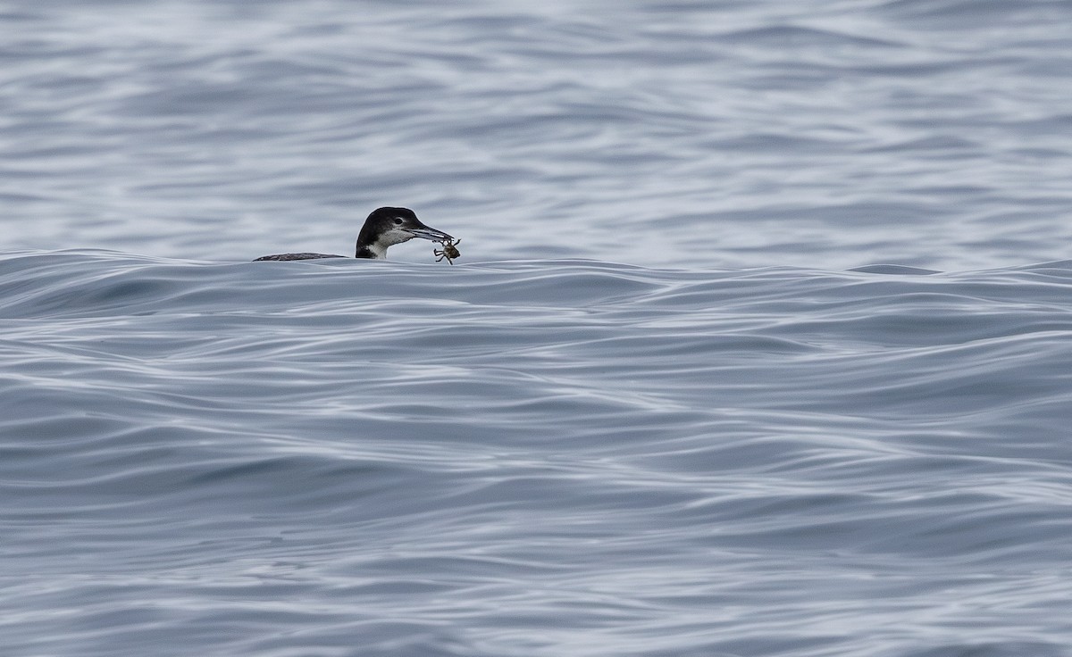 Common Loon - ML622143550