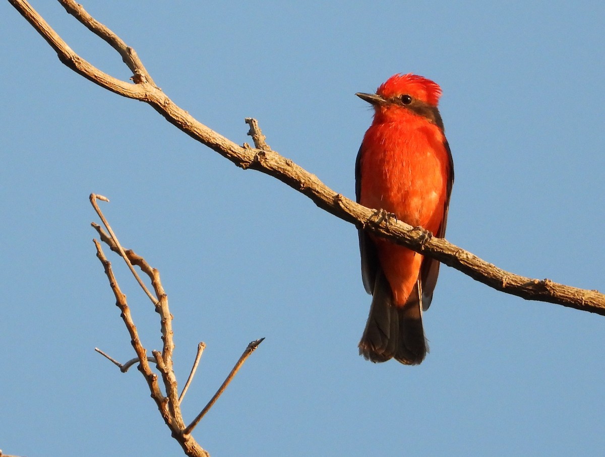 Vermilion Flycatcher (obscurus Group) - ML622143563