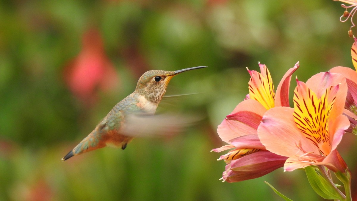 Allen's Hummingbird - ML622143569