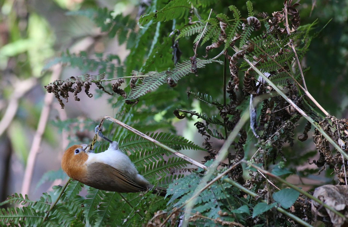 White-breasted Parrotbill - ML62214361