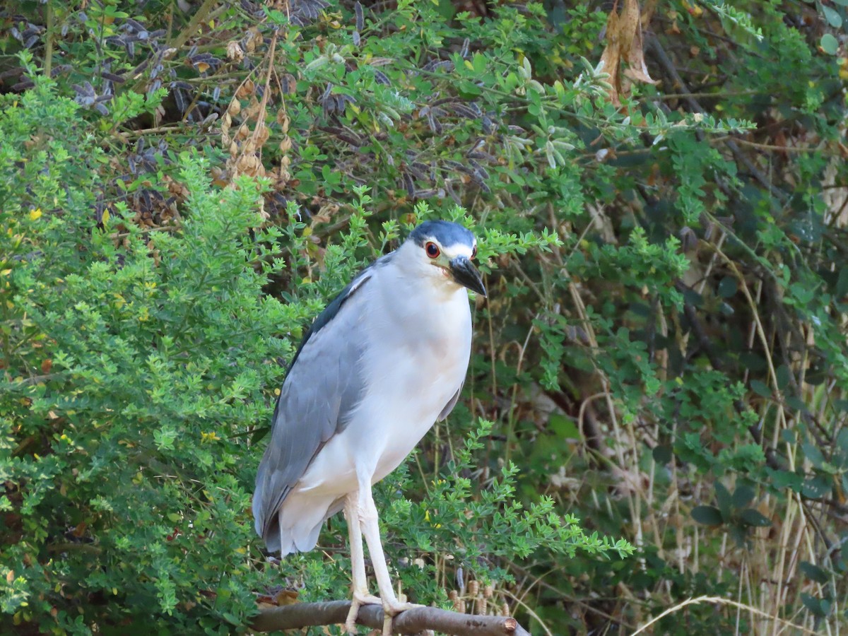 Black-crowned Night Heron - Martha Pallin