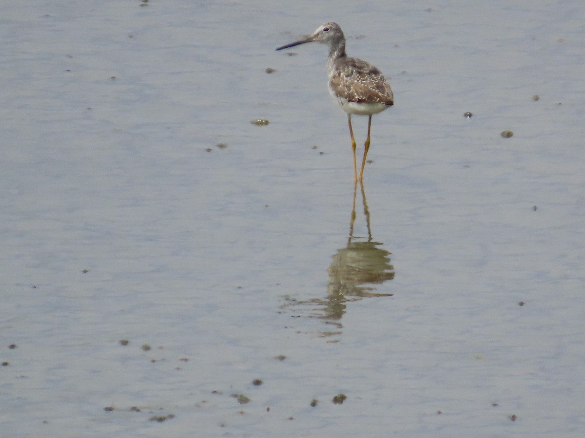 Greater Yellowlegs - ML622143685