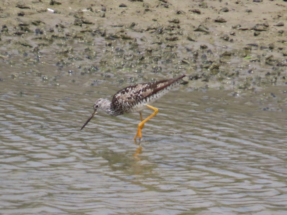 Greater Yellowlegs - ML622143692