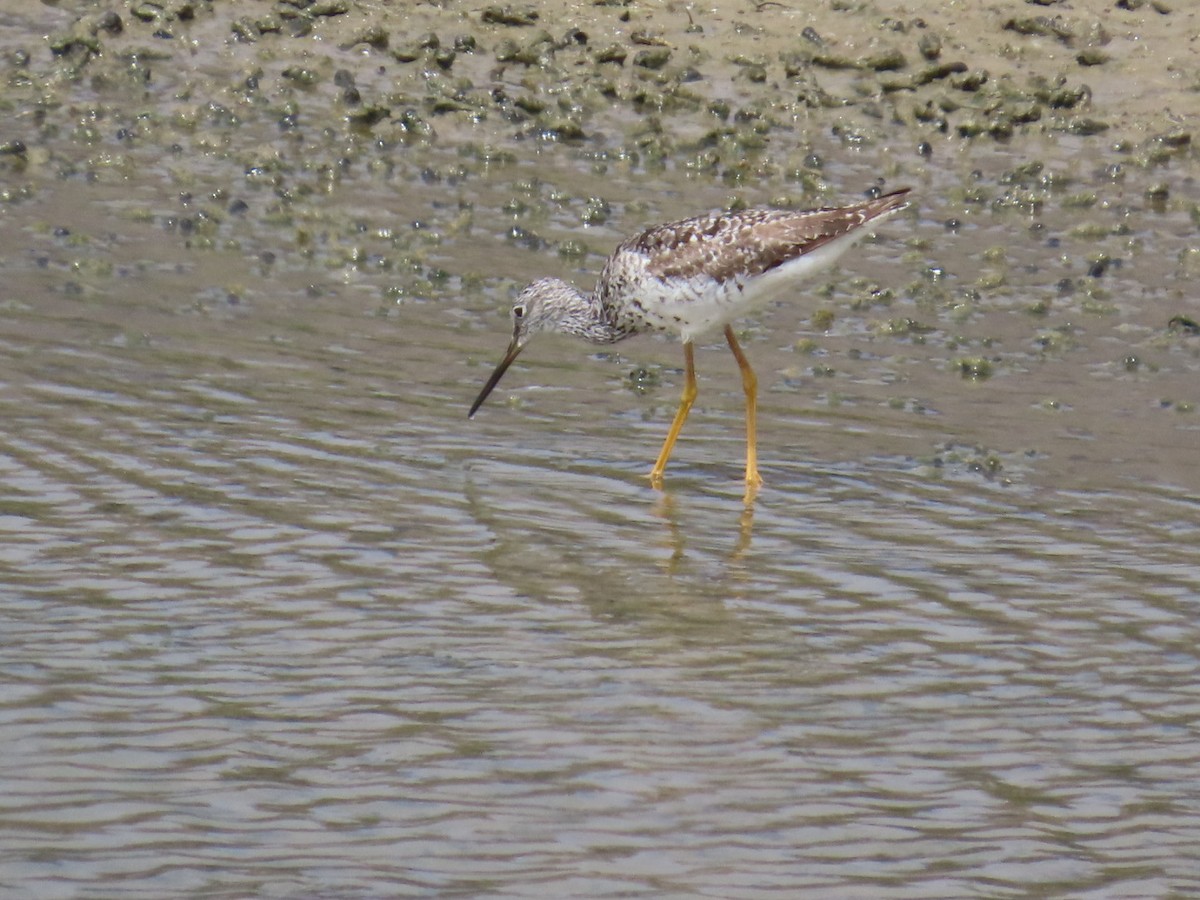 Greater Yellowlegs - ML622143708