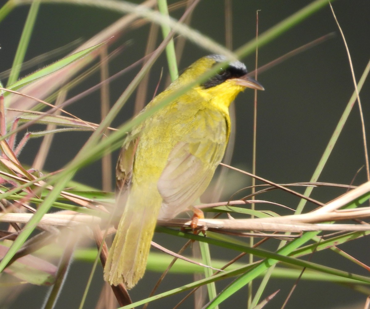 Masked Yellowthroat - ML622143747