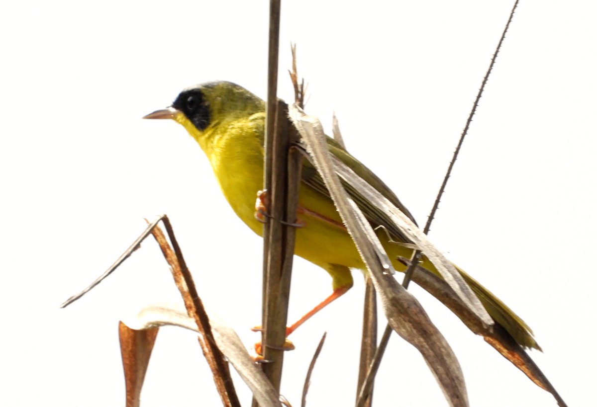 Masked Yellowthroat - ML622143764