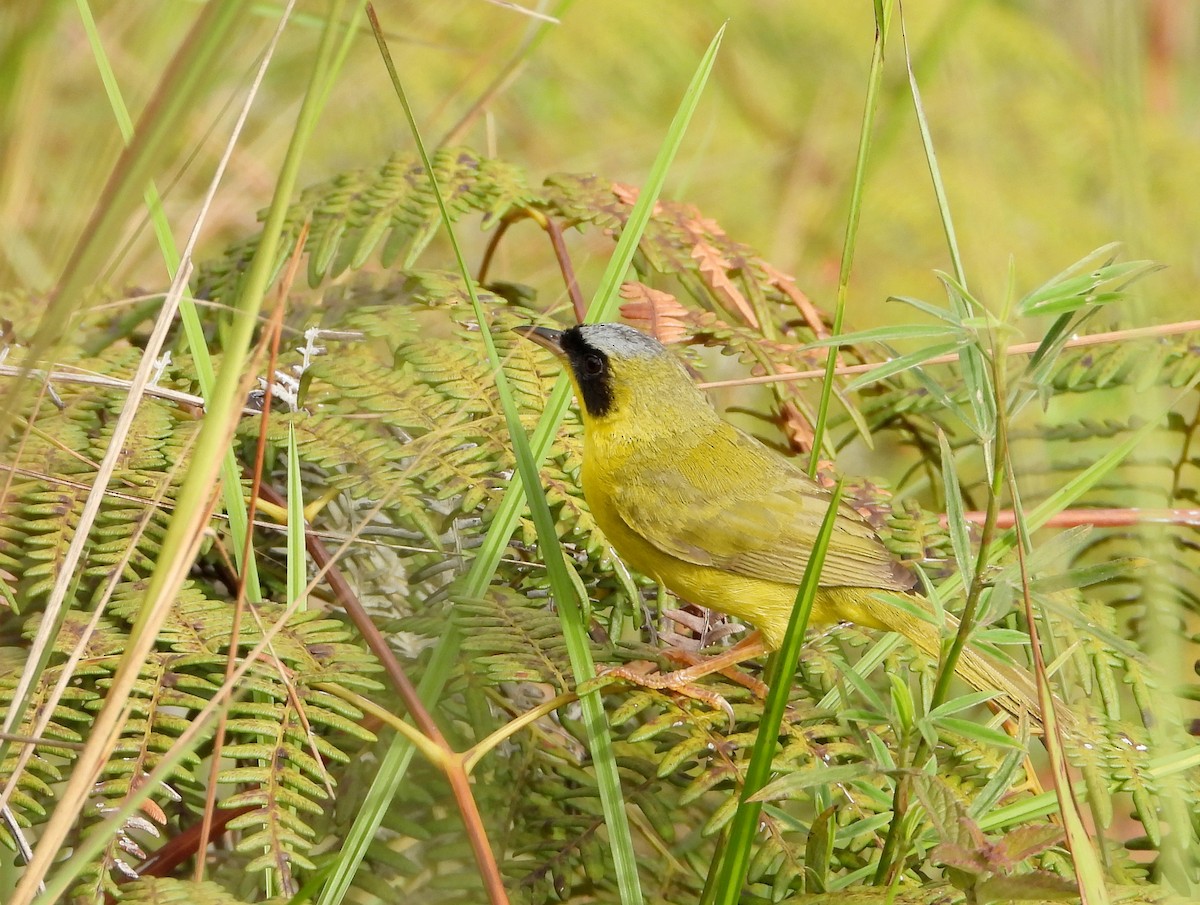 Masked Yellowthroat - ML622143765