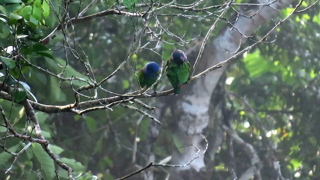 Pione à tête bleue (menstruus/rubrigularis) - ML622143767