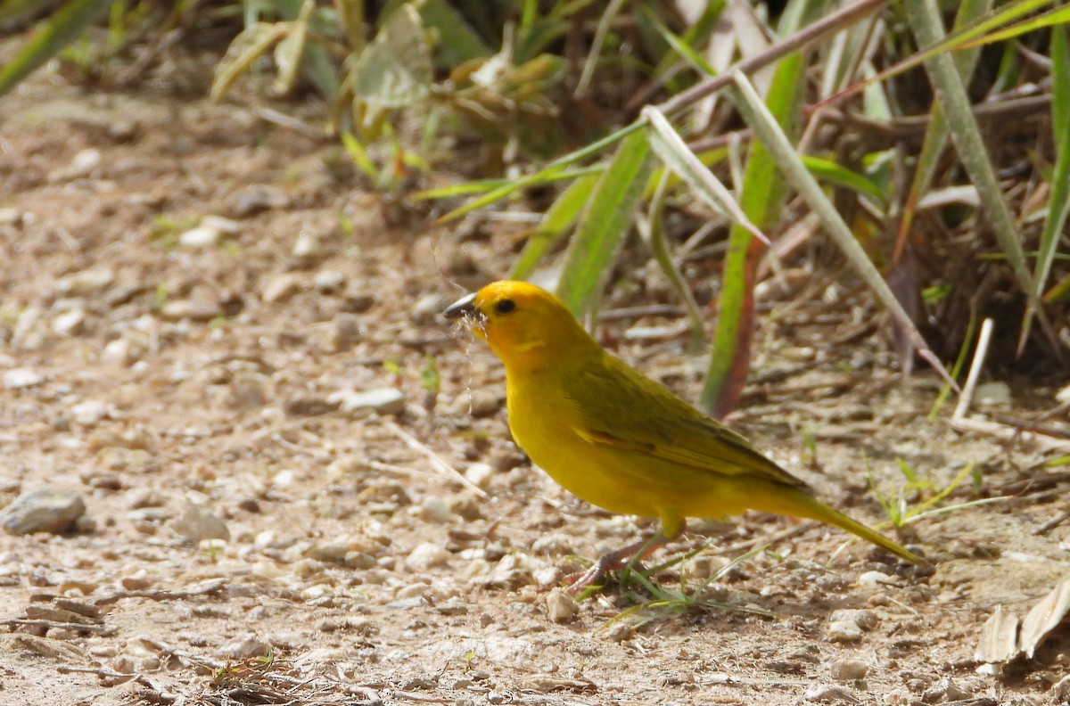 Saffron Finch - ML622143772