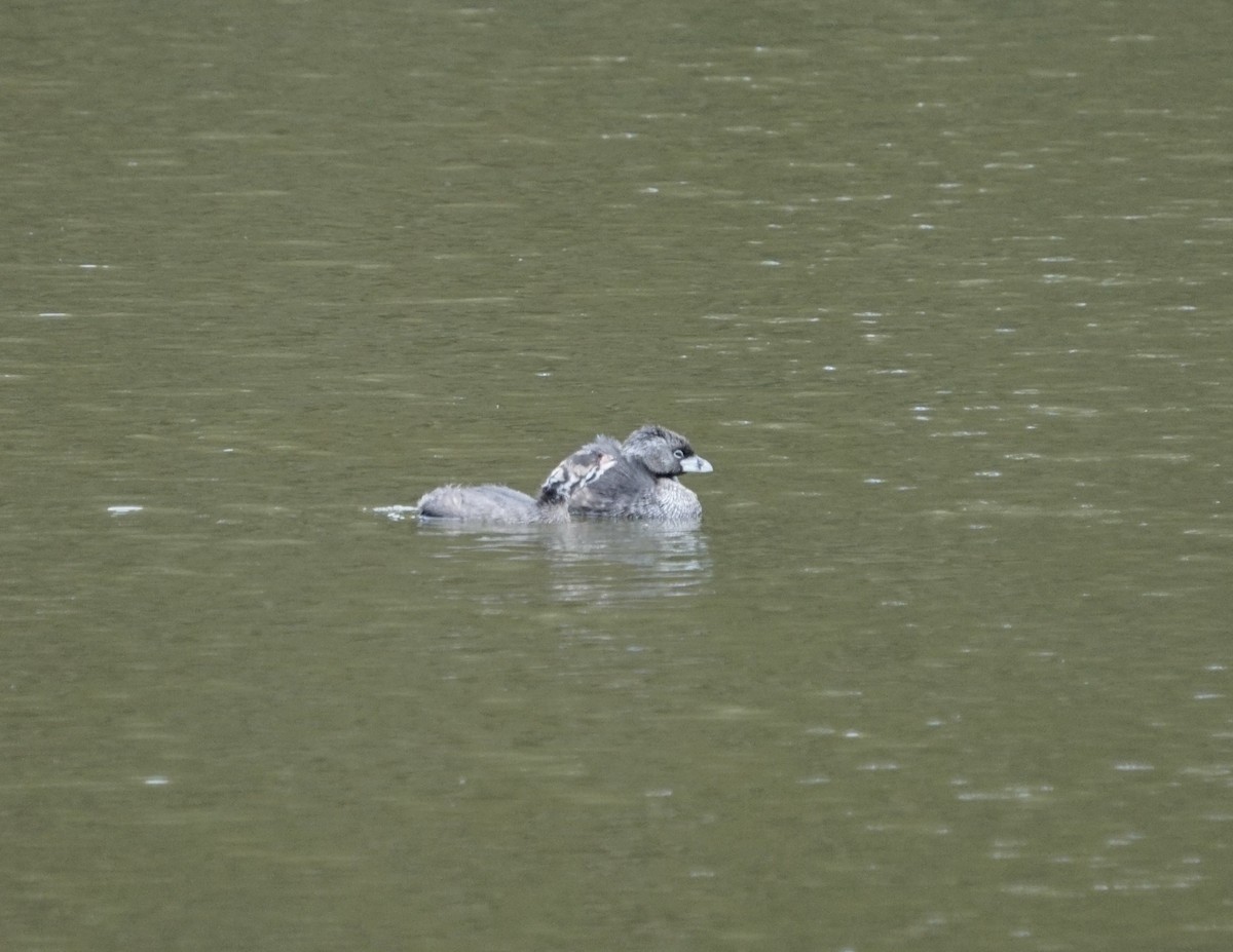 Pied-billed Grebe - ML622143821