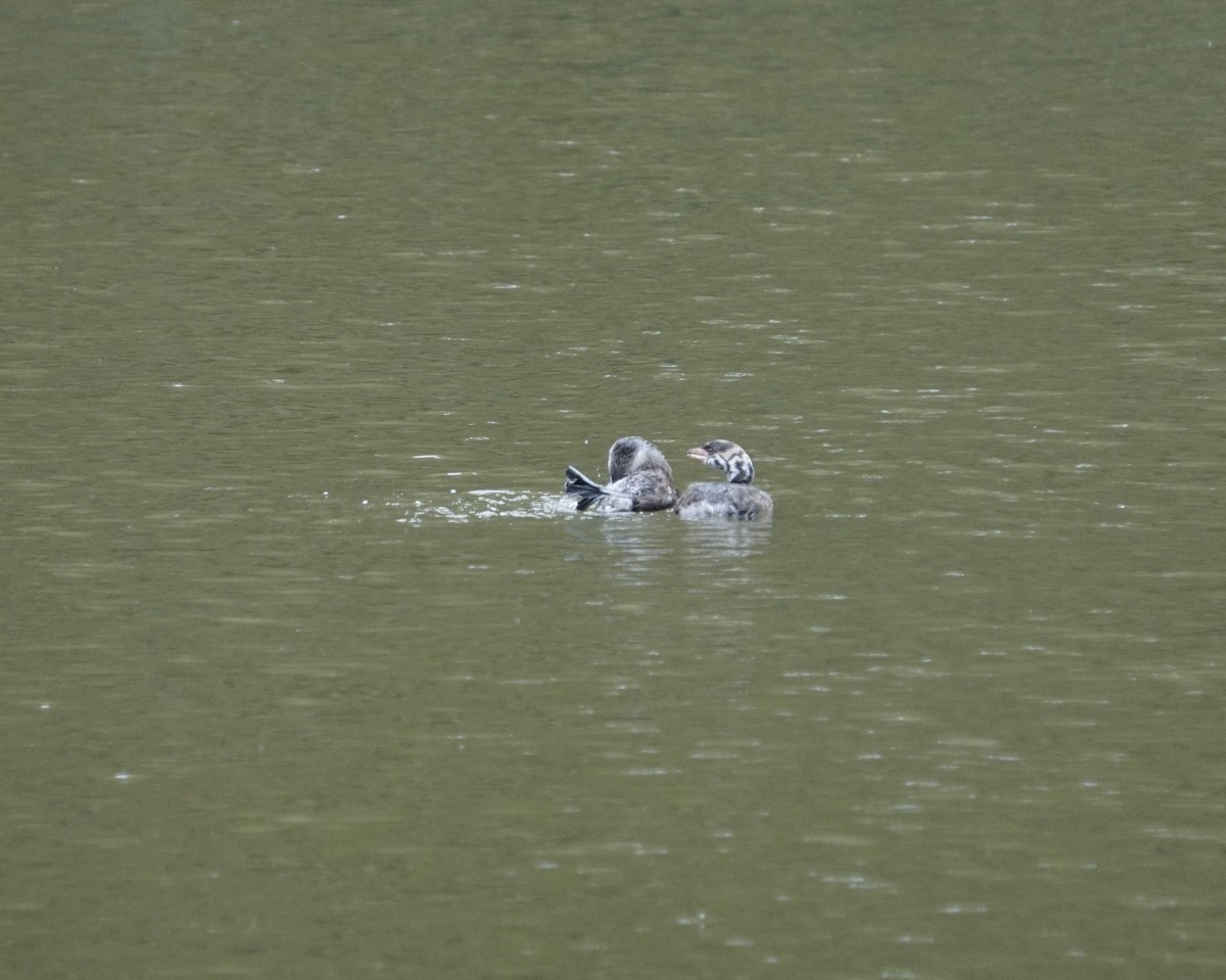 Pied-billed Grebe - ML622143825