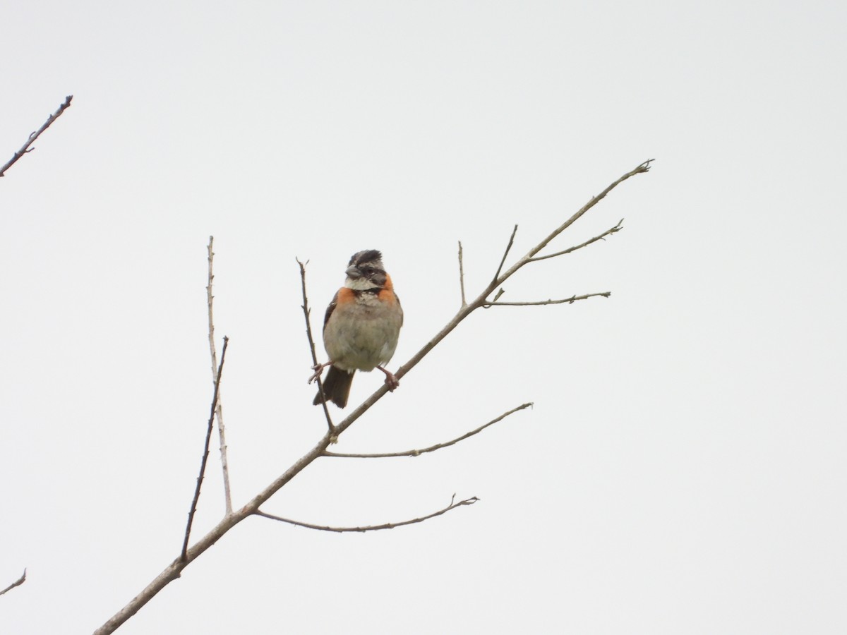 Rufous-collared Sparrow - ML622143826