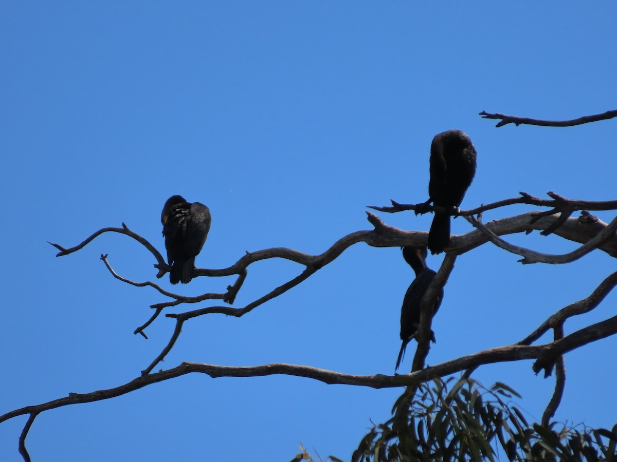 Double-crested Cormorant - ML622143830