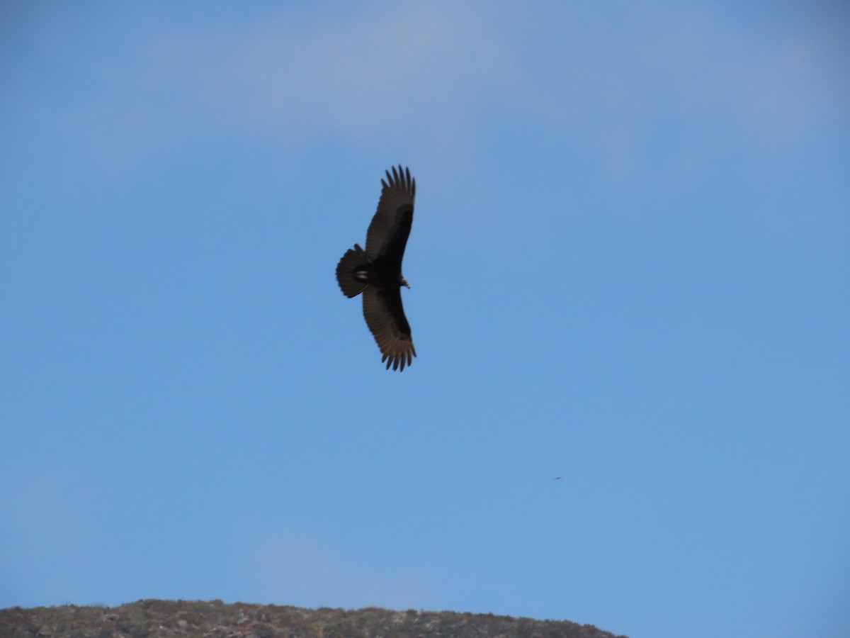 Turkey Vulture - ML622143832