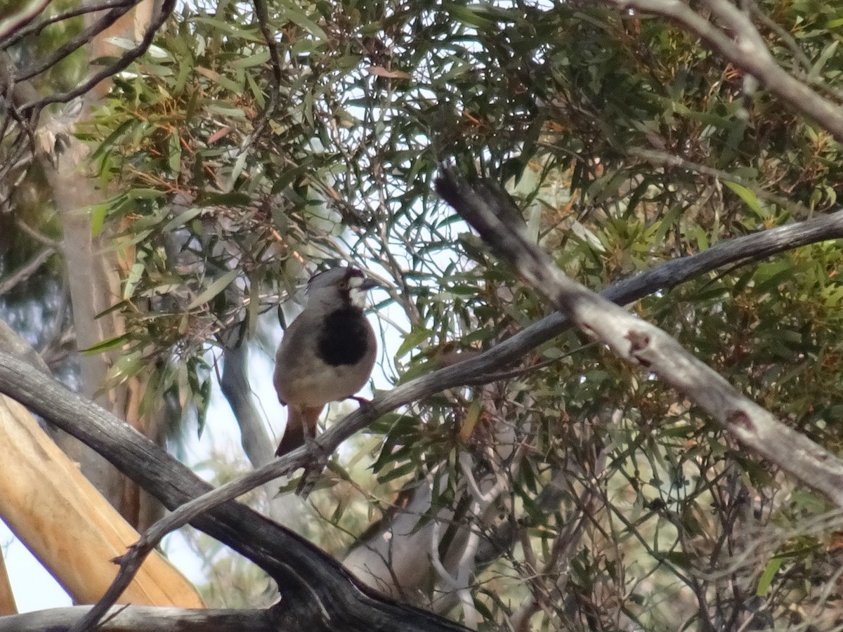 Crested Bellbird - ML622143833