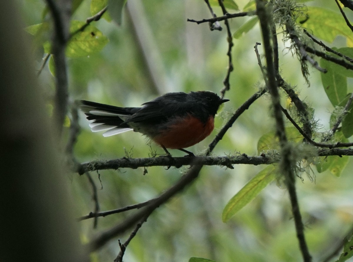 Slate-throated Redstart - ML622143834