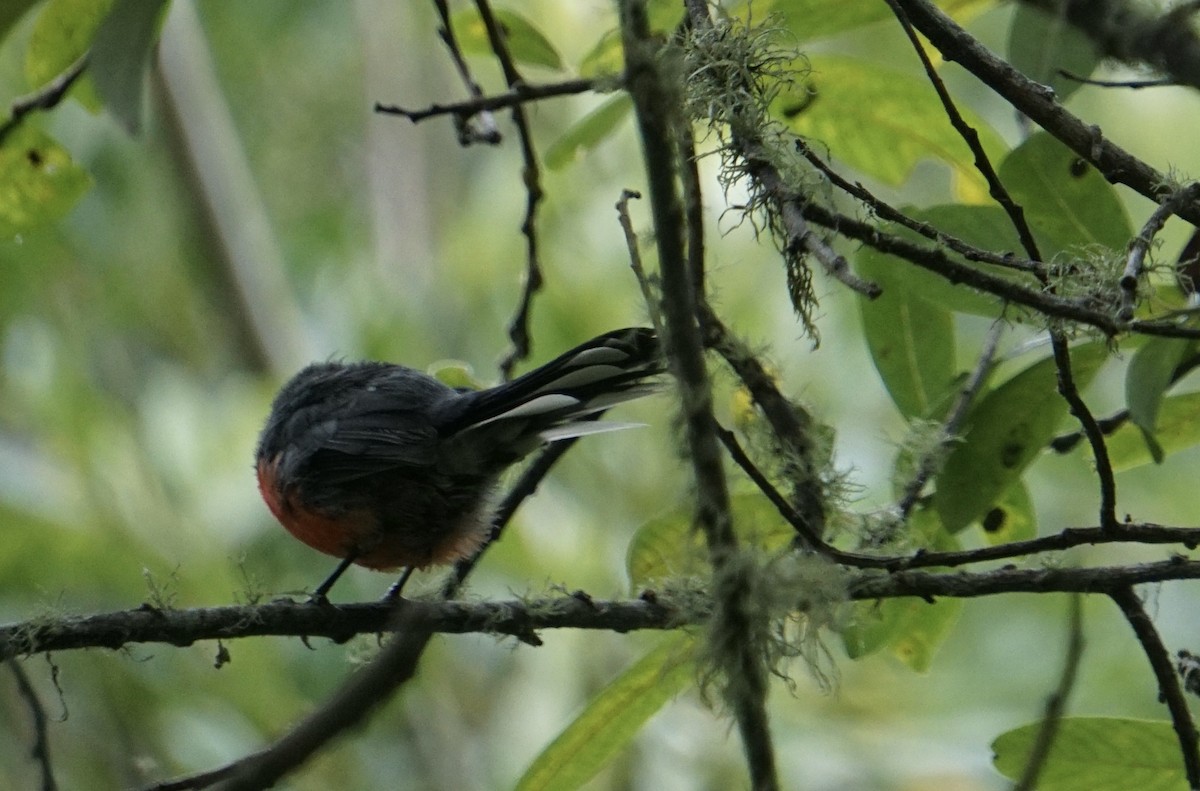 Slate-throated Redstart - ML622143835