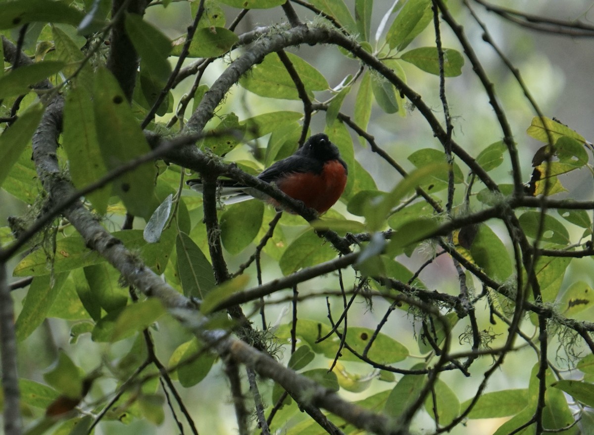 Slate-throated Redstart - ML622143836