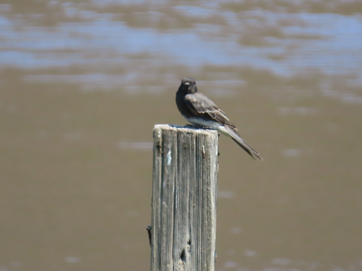 Black Phoebe - ML622143837