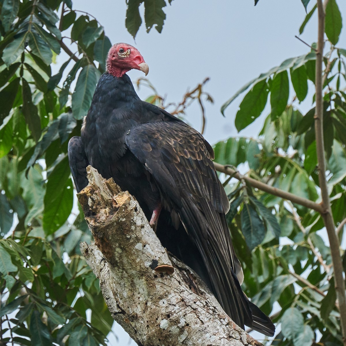 Turkey Vulture - ML622143839