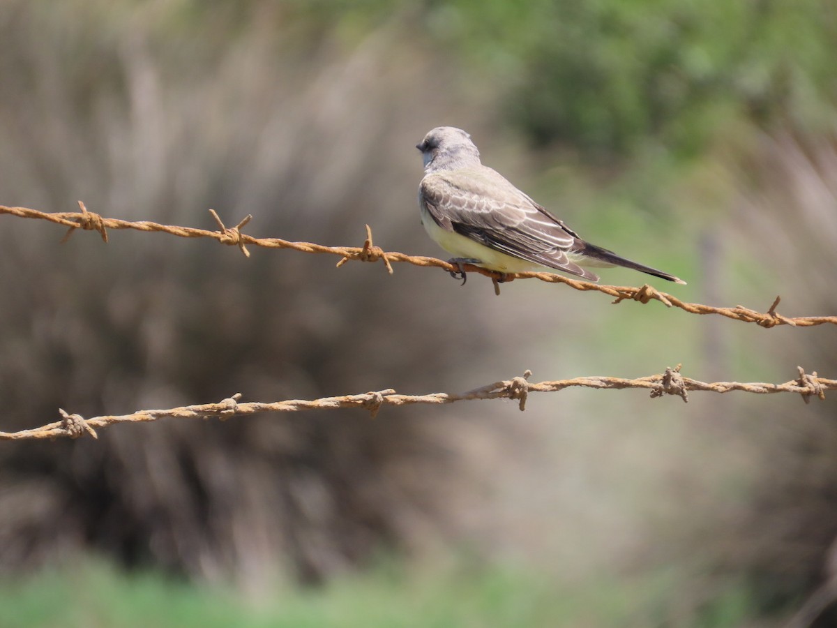 Cassin's Kingbird - ML622143840