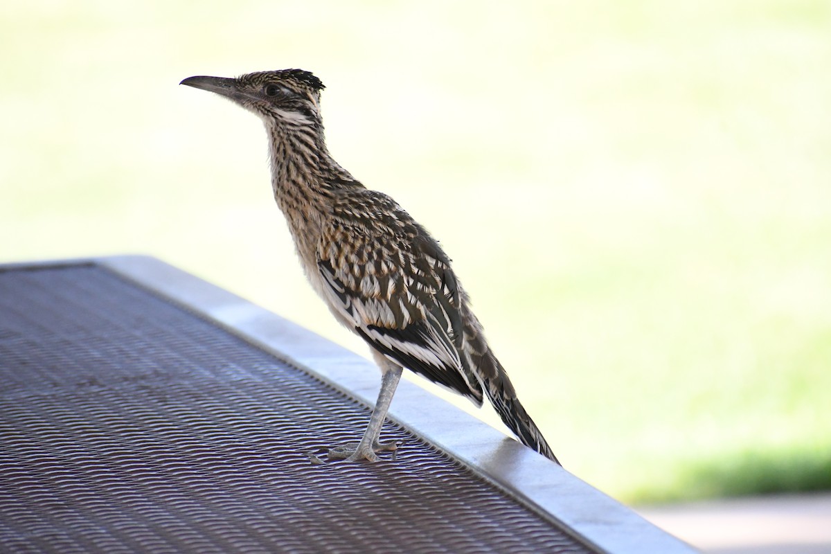 Greater Roadrunner - ML622143841