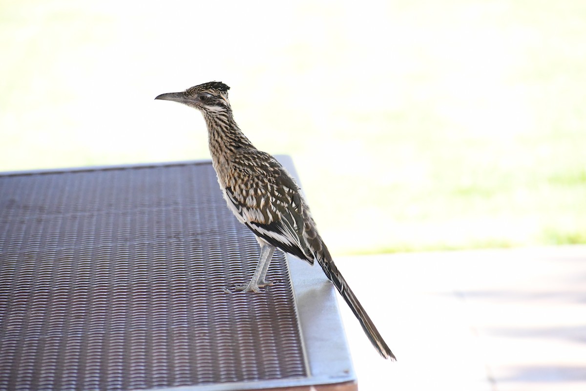 Greater Roadrunner - ML622143842