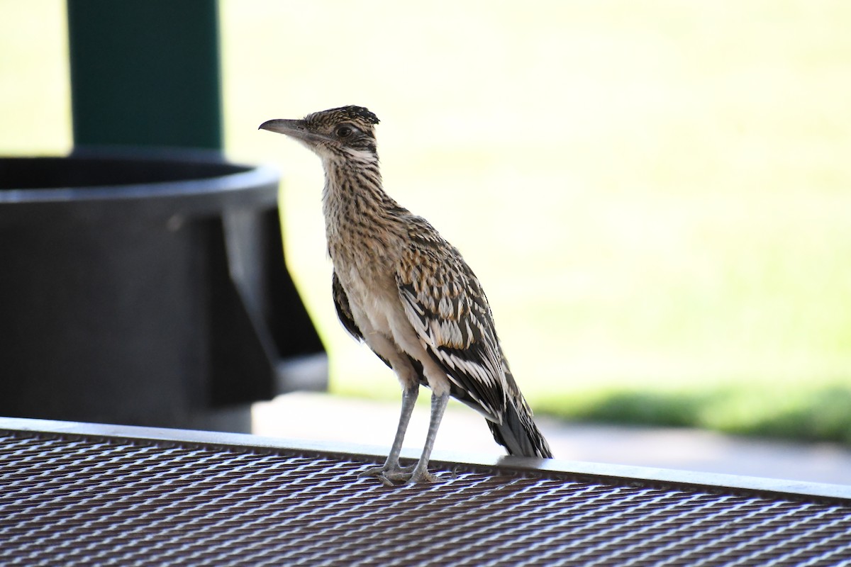 Greater Roadrunner - ML622143843