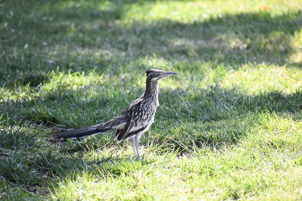 Greater Roadrunner - ML622143844