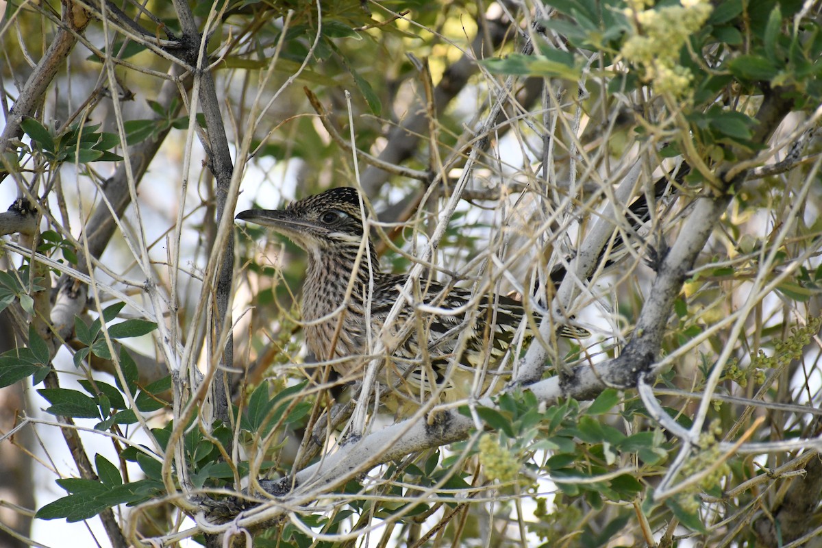 Greater Roadrunner - ML622143845