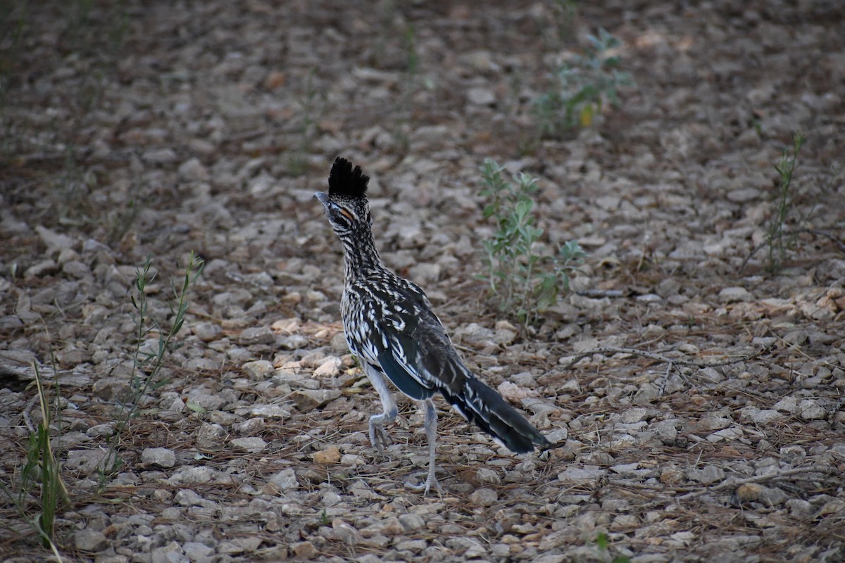 Greater Roadrunner - ML622143846