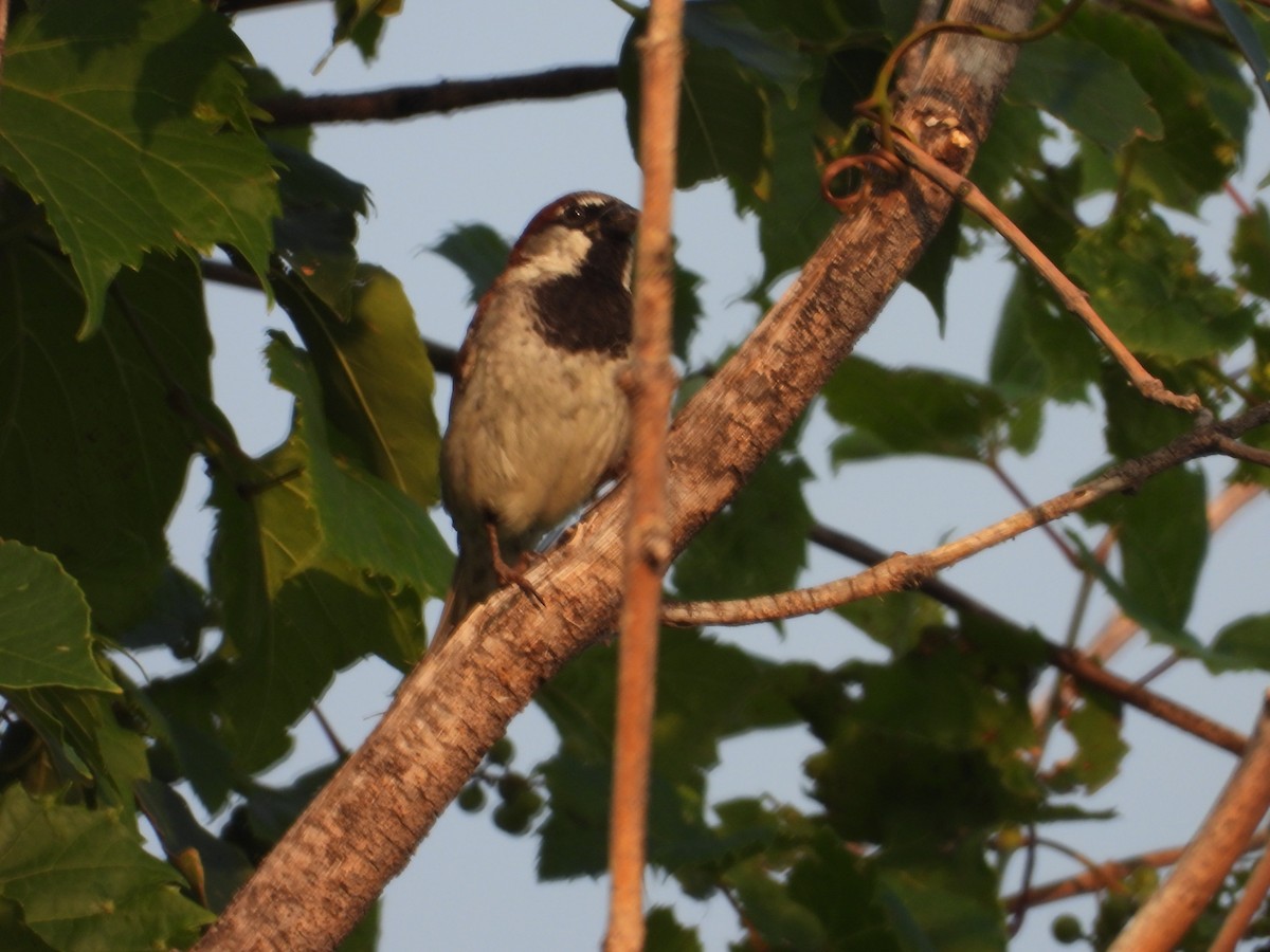 House Sparrow - ML622143847