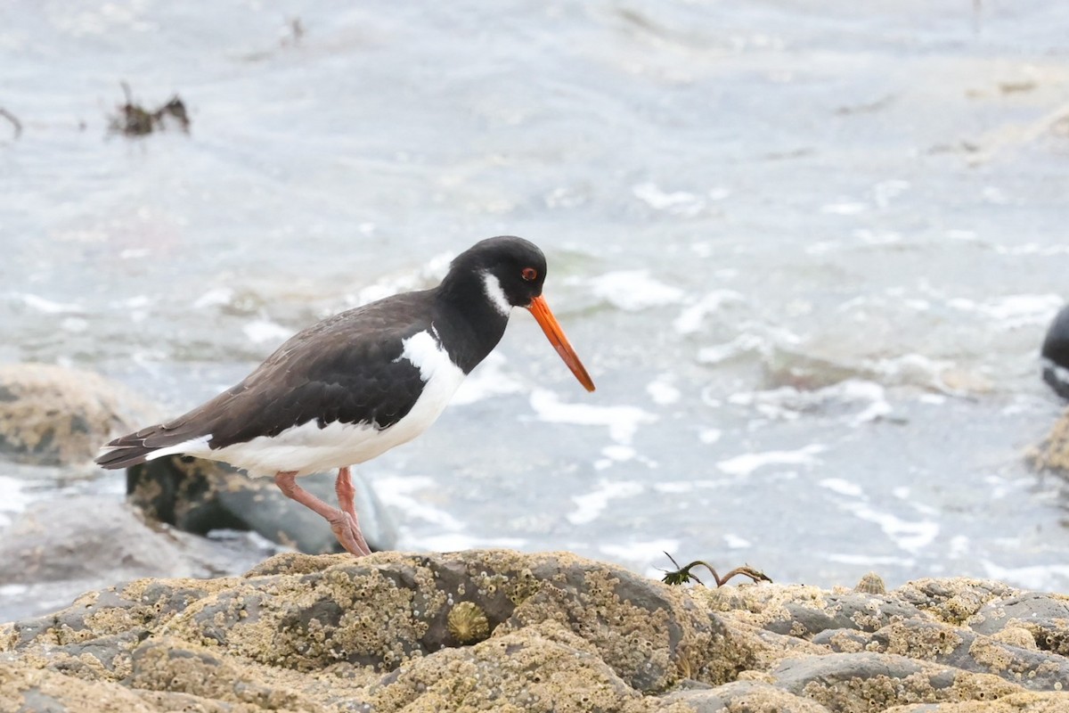 Eurasian Oystercatcher - ML622143848