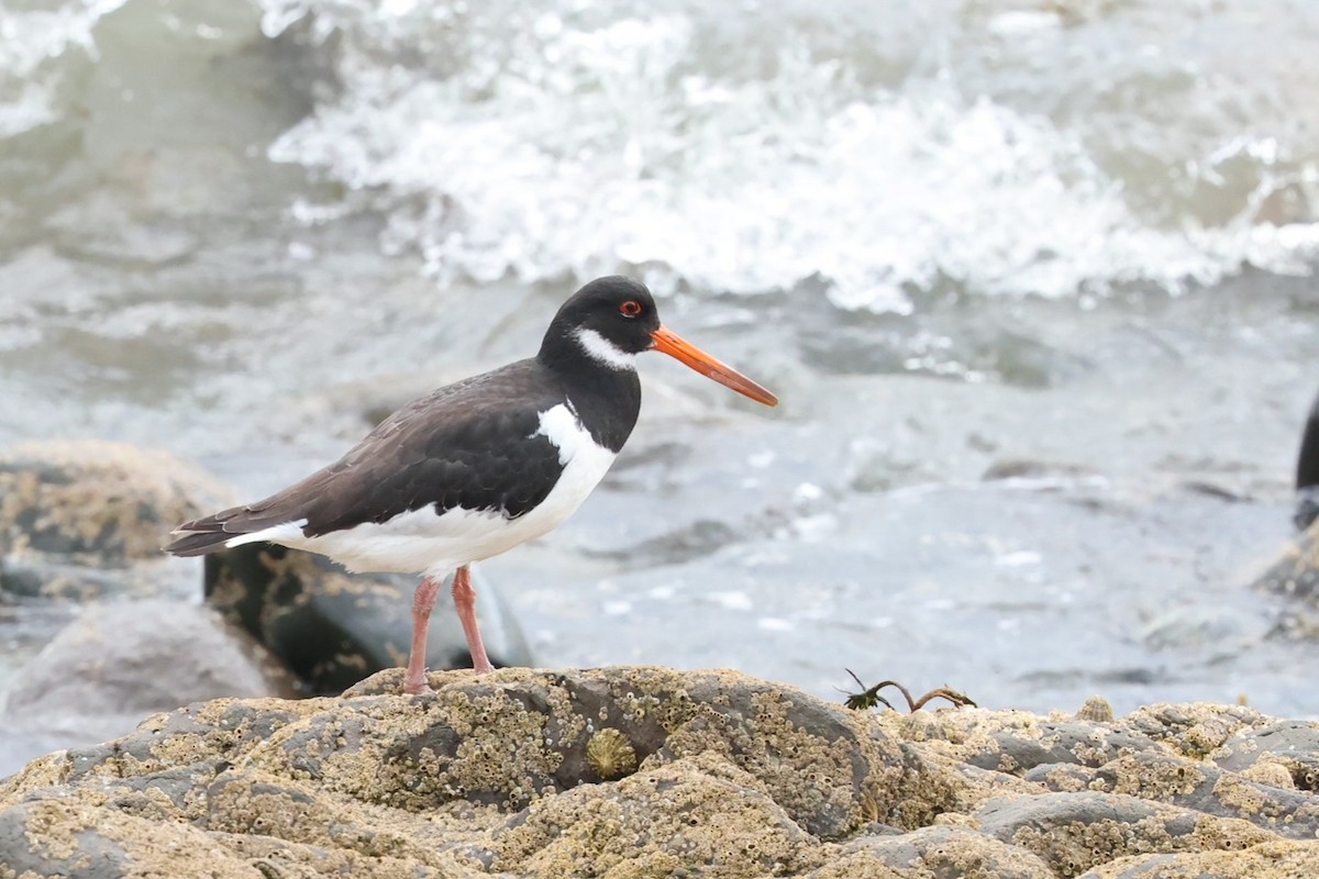 Eurasian Oystercatcher - ML622143849