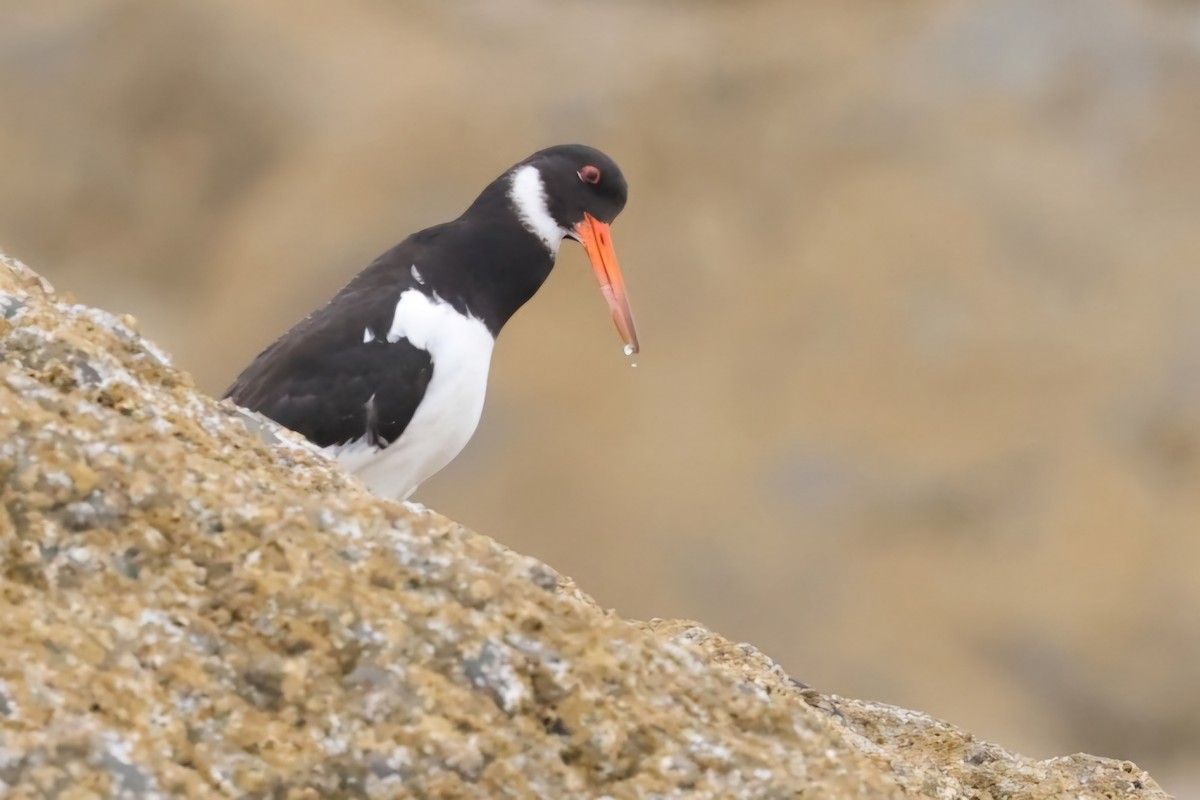 Eurasian Oystercatcher - ML622143850