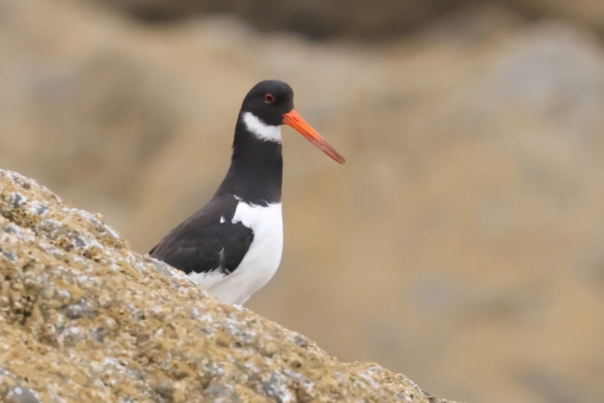 Eurasian Oystercatcher - ML622143851