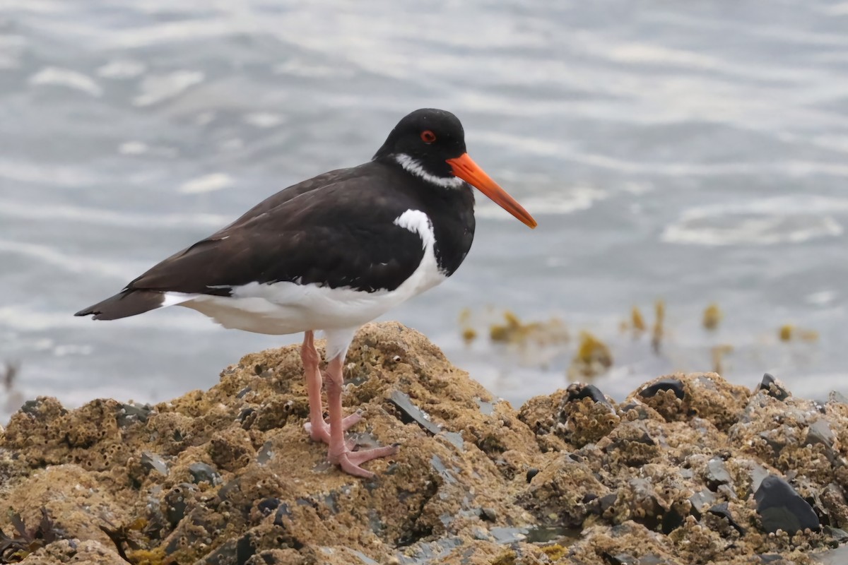 Eurasian Oystercatcher - ML622143852