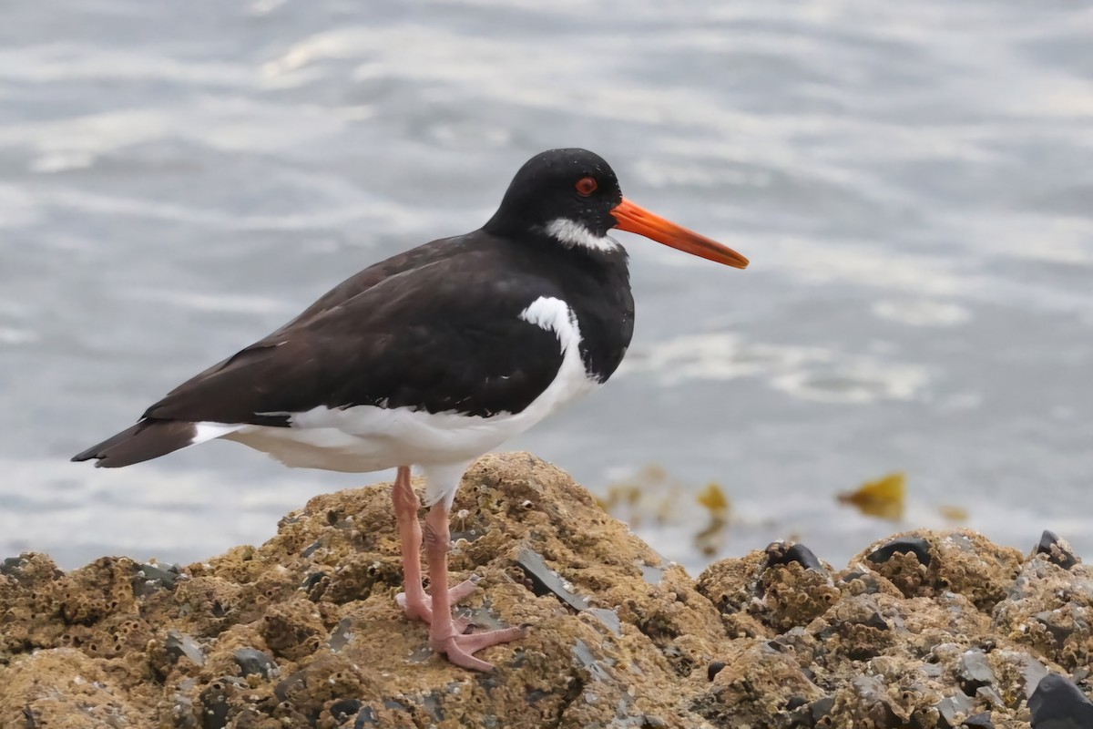 Eurasian Oystercatcher - ML622143853