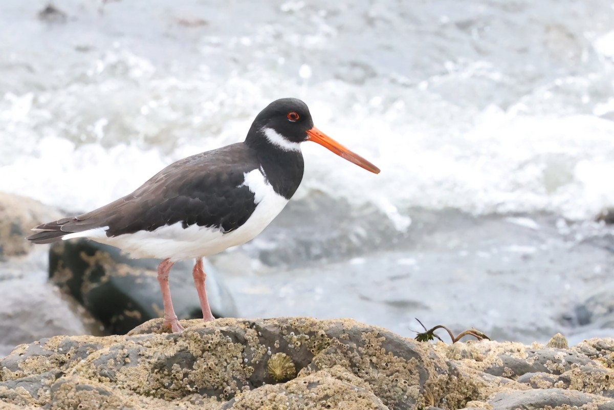 Eurasian Oystercatcher - ML622143854